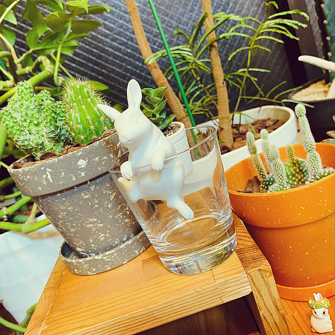 うさぎ雑貨 皆さんとの出会いに感謝 観葉植物 サボテン 多肉植物 などのインテリア実例 21 10 01 19 51 48 Roomclip ルームクリップ