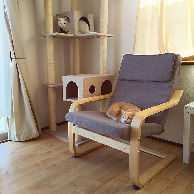 リビング 猫のいる生活 ニトリ パーソナルチェア のんびりまったり などのインテリア実例 18 07 01 16 21 32 Roomclip ルームクリップ