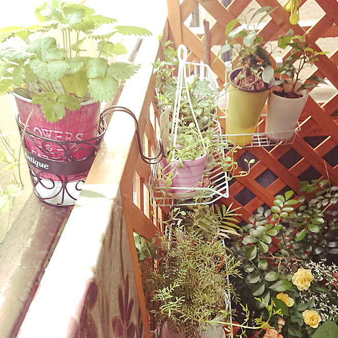 壁 天井 ワイルドストロベリー栽培 狭いベランダ 花のある暮らし 観葉植物 などのインテリア実例 19 05 28 10 15 24 Roomclip ルームクリップ