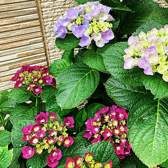 きろく ディープパープル 西安 色付き始めました 紫陽花 などのインテリア実例 19 06 02 16 08 05 Roomclip ルームクリップ