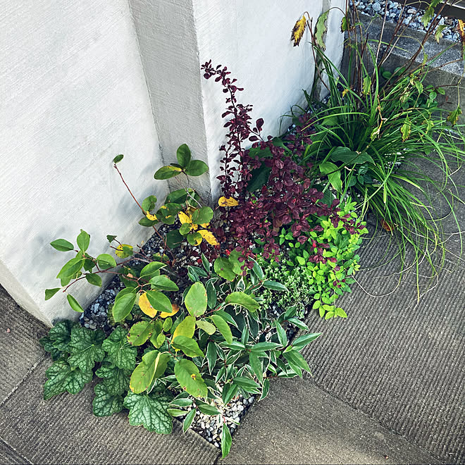 門柱前の花壇 秋 門柱 和モダン 植栽 などのインテリア実例 10 19 18 46 29 Roomclip ルームクリップ 門柱前の花壇 秋 門柱 和モダン 植栽 などのインテリア実例 10 19 18 46 29 Roomclip ルームクリップ