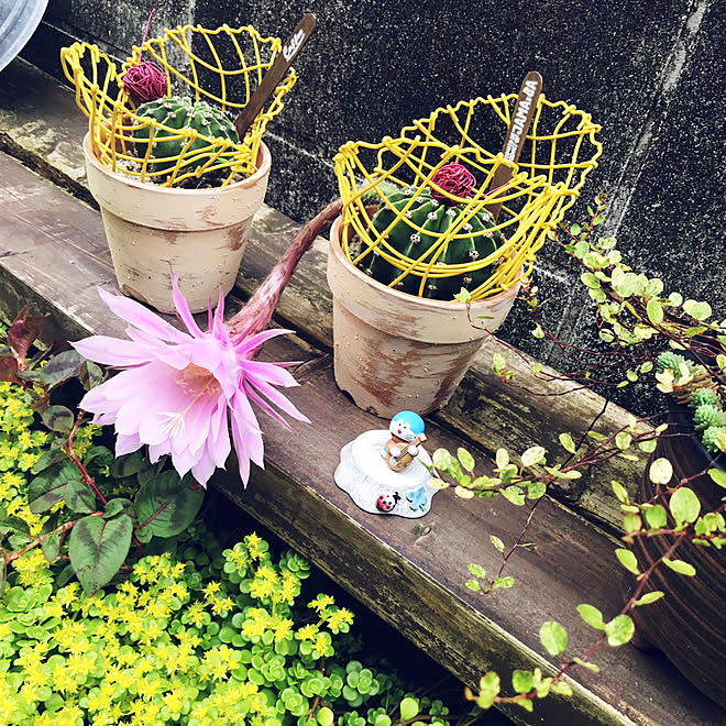 ワイヤークラフト セダム 花が咲きました サボテンの花 多肉植物 などのインテリア実例 19 06 19 08 59 31 Roomclip ルームクリップ