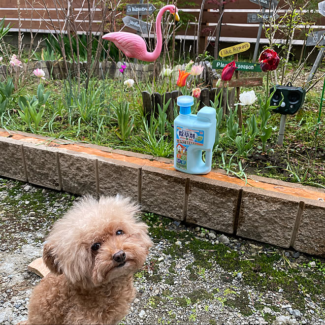 アースガーデン 除草 植物のある暮らし ガーデニング モニター応募投稿 などのインテリア実例 21 04 03 18 05 11 Roomclip ルームクリップ