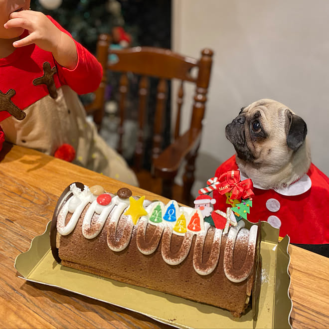 ケーキ パグ ペットと暮らす家 こどもと暮らす いぬと暮らす などのインテリア実例 12 26 21 04 13 Roomclip ルームクリップ