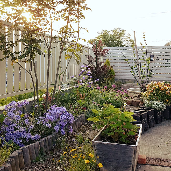 部屋全体 庭 てづくりの庭 手作り花壇 シマトネリコ などのインテリア実例 19 05 15 18 58 53 Roomclip ルームクリップ