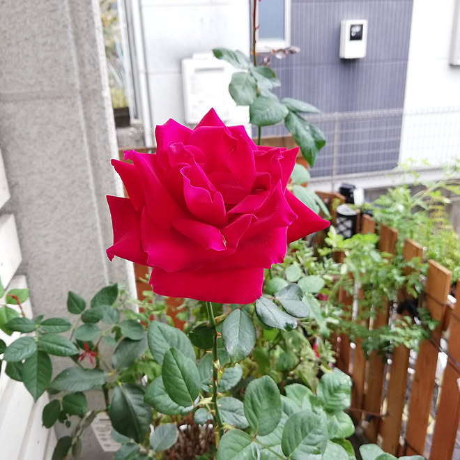 玄関 入り口 鉢植え バラ 薔薇 マイガーデン などのインテリア実例 22 10 11 09 59 Roomclip ルームクリップ