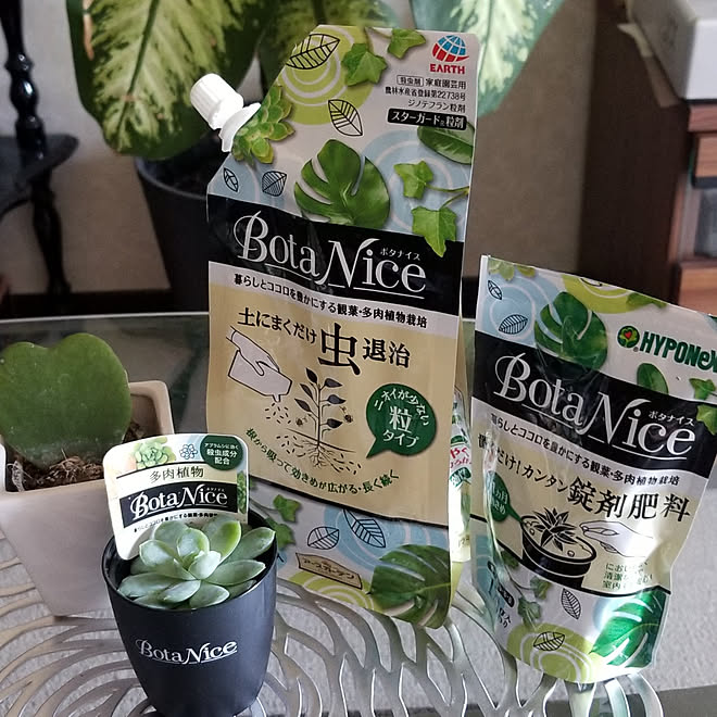 部屋全体 観葉植物 多肉植物 植物のある暮らし 虫対策 などのインテリア実例 21 06 10 15 06 44 Roomclip ルームクリップ 部屋全体 観葉植物 多肉植物 植物のある暮らし 虫対策 などのインテリア実例 21 06 10 15 06 44 Roomclip ルームクリップ