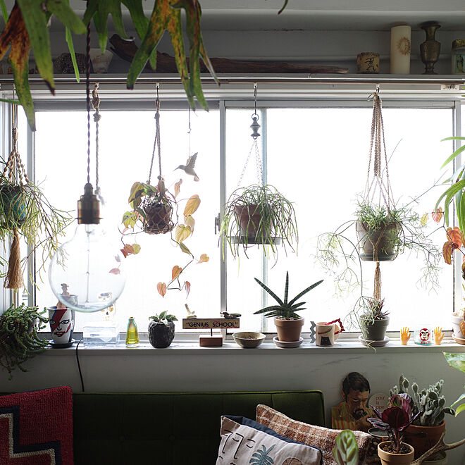 ハンギング 窓際 観葉植物 植物のある暮らし グリーンインテリア などのインテリア実例 05 14 18 14 14 Roomclip ルームクリップ