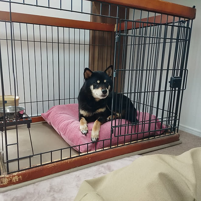 ベッド周り Rc柴犬の会 柴犬 狭小住宅 平屋 などのインテリア実例 12 26 09 28 00 Roomclip ルームクリップ