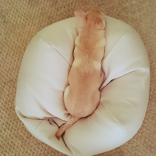 リビング ペット用品 ビーズクッション チワワ 犬をダメにするクッションのインテリア実例 17 05 07 06 03 06 Roomclip ルームクリップ リビング ペット用品 ビーズクッション チワワ 犬をダメにするクッションのインテリア実例 17 05 07 06 03 06 Roomclip ルームクリップ