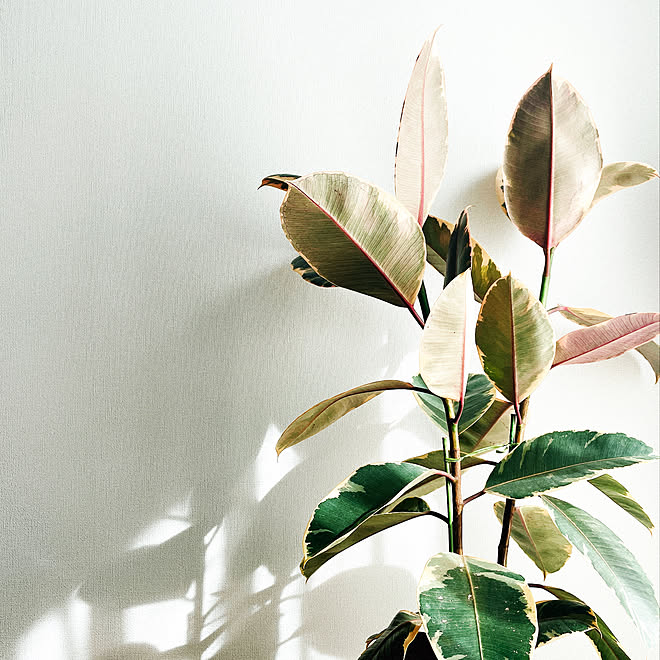 フィカスティネケ アクタス 観葉植物 リビングのインテリア実例 22 02 23 12 58 12 Roomclip ルームクリップ