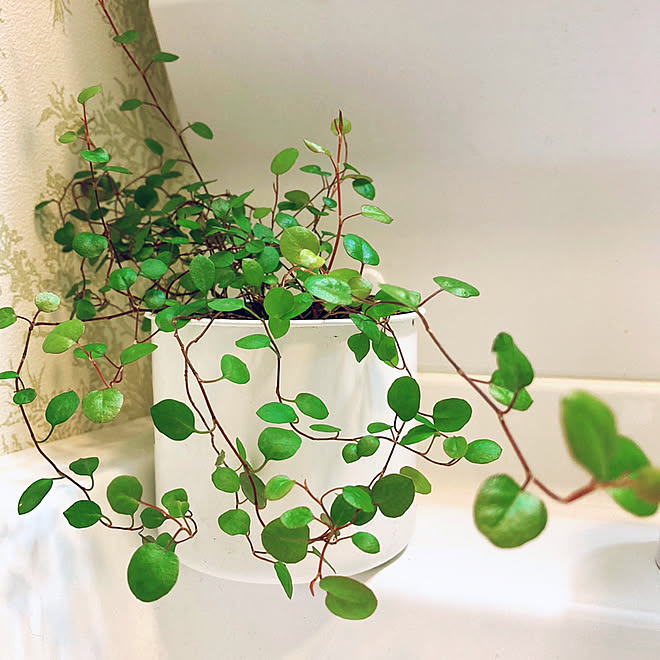 葉水 ワイヤープランツ 参道沿いに建つ家 築36年 観葉植物 などのインテリア実例 21 02 12 00 03 11 Roomclip ルームクリップ