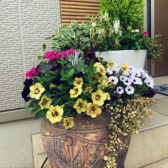 庭 寄せ植え大好き 庭いじりで癒される ガーデニング ペチュニア などのインテリア実例 06 05 19 04 00 Roomclip ルームクリップ