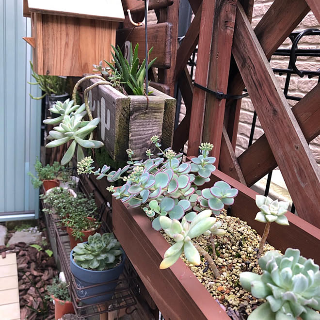 手作りプランター ロングロングプランター 多肉植物のある暮らし いつも楽しませてもらってます 丁寧な暮らし などのインテリア実例 10 13 19 55 36 Roomclip ルームクリップ