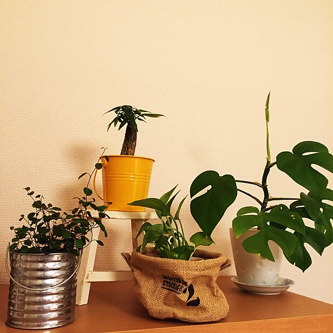 棚/賃貸でも諦めない!/セリア/3COINS/観葉植物のインテリア実例 - 2015-06-15 17:06:03