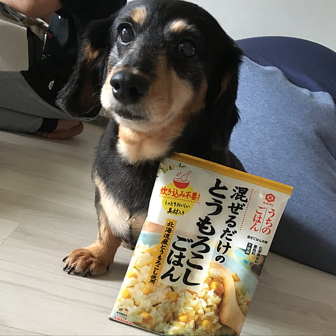 忠犬麿 米たくさんあるから助かる うちのごはん Mako ちゃん思いださせてくれて有難う Mダックスの麿 などのインテリア実例 19 09 28 16 31 21 Roomclip ルームクリップ