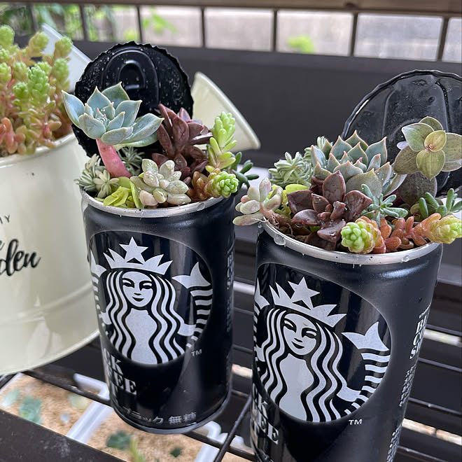 缶コーヒー スタバ缶コーヒー スタバ 多肉植物初心者 多肉植物のある暮らし などのインテリア実例 21 09 12 15 18 36 Roomclip ルームクリップ 缶コーヒー スタバ缶コーヒー スタバ 多肉植物初心者 多肉植物のある暮らし などのインテリア実例 21 09 12 15 18 36 Roomclip ルームクリップ