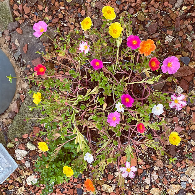 ポーチュラカ グリーン 庭 ガーデニング 寄せ植え などのインテリア実例 22 07 19 17 37 41 Roomclip ルームクリップ