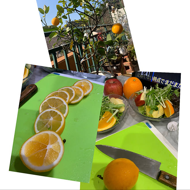 今朝のベランダから ベランダガーデニング レモンの木 レモン栽培 ベランダガーデン などのインテリア実例 22 03 13 08 45 43 Roomclip ルームクリップ