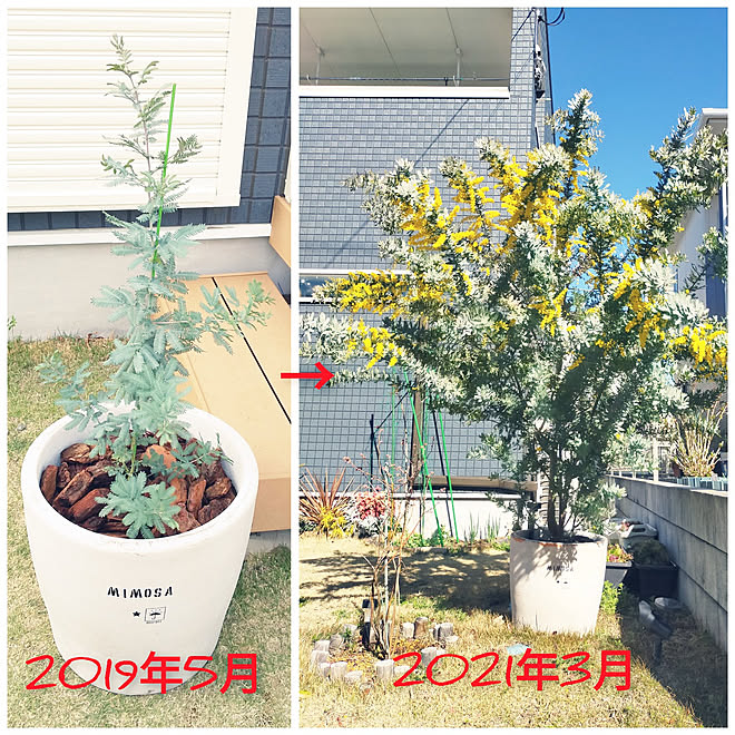 玄関 入り口 植物のある暮らし 子供のいる暮らし ドライフラワーが好き アカシア などのインテリア実例 21 05 03 10 19 37 Roomclip ルームクリップ