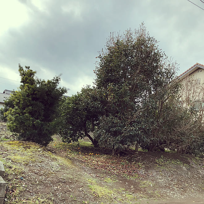 部屋全体 自宅兼事務所 平屋 注文住宅 工務店のインテリア実例 19 02 07 15 02 53 Roomclip ルームクリップ