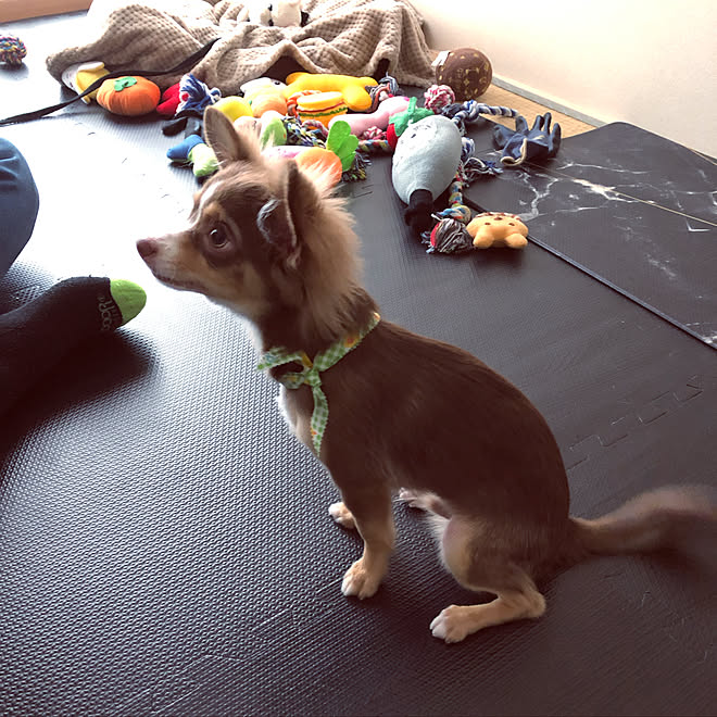 ロングコートチワワ 犬と暮らす いぬと暮らす チョコタンチワワ いぬのいる暮らし などのインテリア実例 19 08 14 14 12 52 Roomclip ルームクリップ