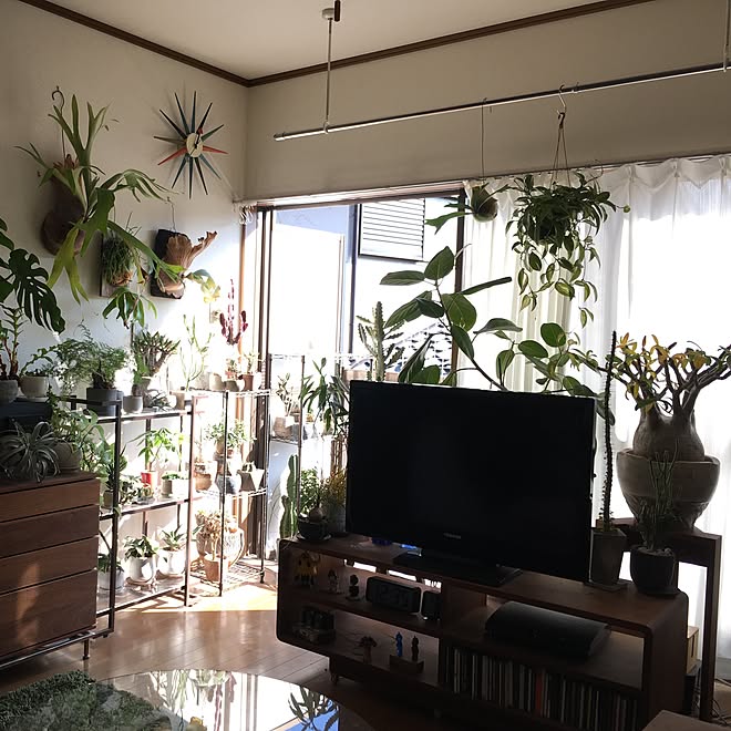 すべての美しい花の画像 無料ダウンロード観葉 植物 テレビ すべての美しい花の画像 無料ダウンロード観葉 植物 テレビ