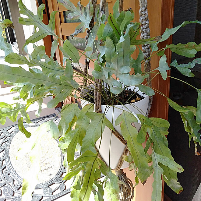 玄関 入り口 フレボディウム ブルースター 観葉植物のインテリア実例 04 16 17 45 48 Roomclip ルームクリップ