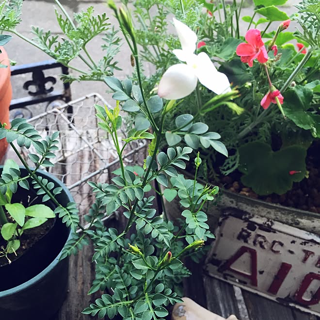 キッチン 鉢植えにするつもり ジャスミンホワイトプリンセス ガーデニング お花 などのインテリア実例 15 06 15 17 51 23 Roomclip ルームクリップ