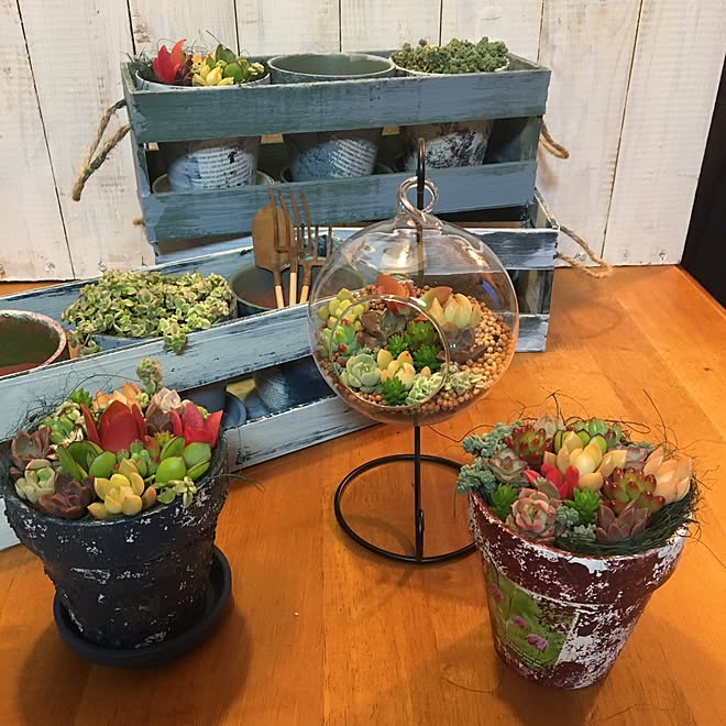 棚/セダム/テラリウム/多肉植物/多肉寄せ植え&hellip;などのインテリア実例 20170221 175830 ｜ RoomClip