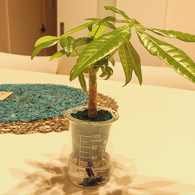 パキラ成長中 ビーカーに植物 観葉植物増やしたい 観葉植物初心者マーク マンション などのインテリア実例 19 06 30 11 40 11 Roomclip ルームクリップ