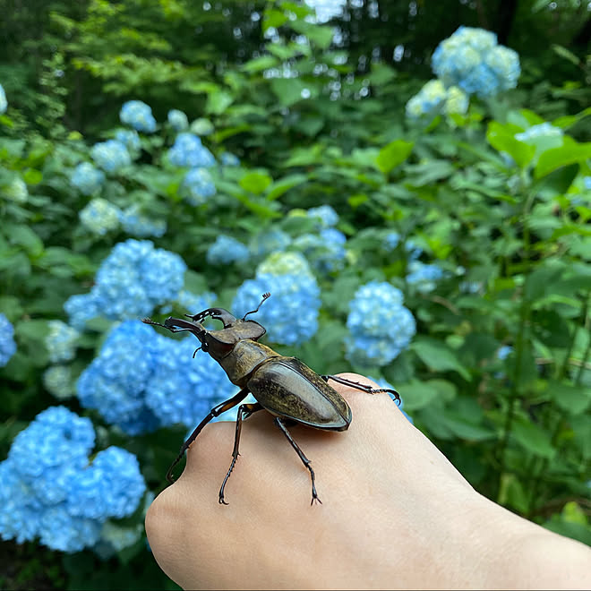 虫 植物鑑賞 ミヤマクワガタ クワガタ 那須塩原 などのインテリア実例 07 03 09 57 34 Roomclip ルームクリップ