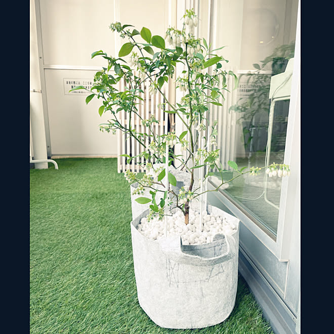 マンションベランダで果樹を育てる ベランダでブルーベリー ブルーベリーの木 マンションベランダガーデン ルーツポーチ などのインテリア実例 22 04 18 06 29 34 Roomclip ルームクリップ