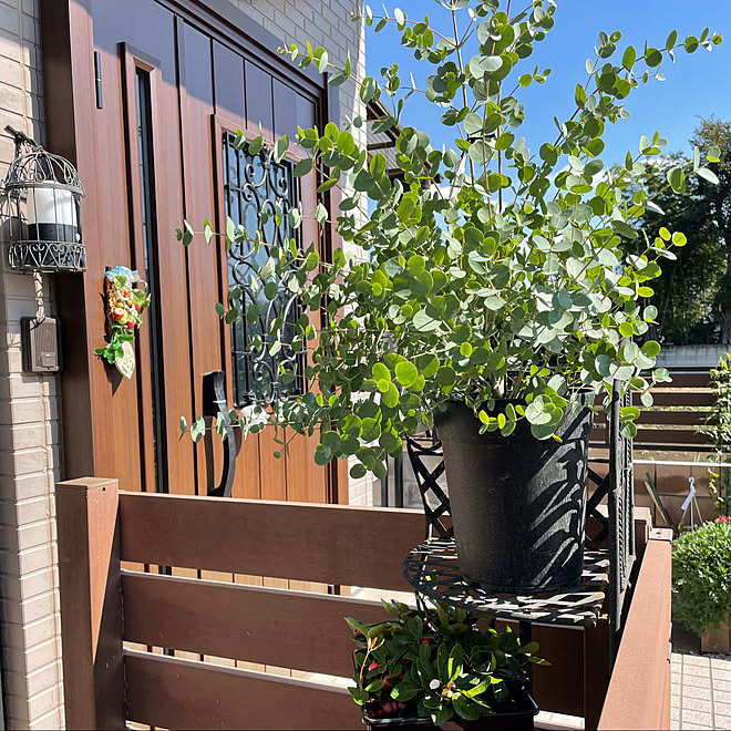 チェッカーベリー 庭 玄関ドア 玄関前 アイアンが好き などのインテリア実例 21 10 14 12 30 06 Roomclip ルームクリップ