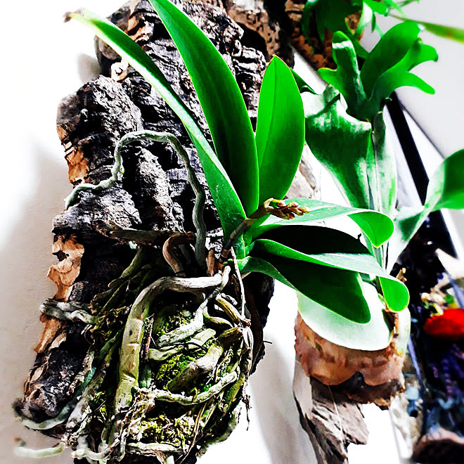 リビング 胡蝶蘭 胡蝶蘭のある生活 胡蝶蘭の花芽が出た 着生植物 などのインテリア実例 19 03 21 21 17 56 Roomclip ルームクリップ