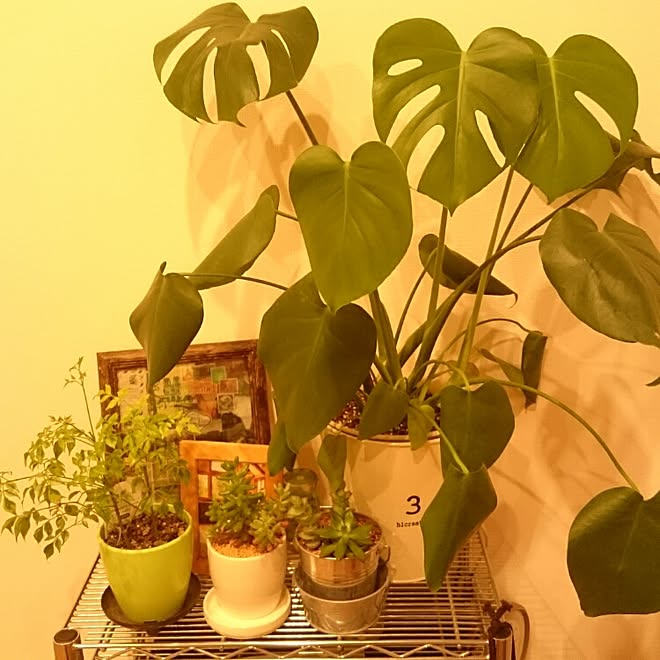 セリアのブリキ缶 観葉植物 グリーン モンステラ 多肉植物 などのインテリア実例 15 10 29 23 35 15 Roomclip ルームクリップ