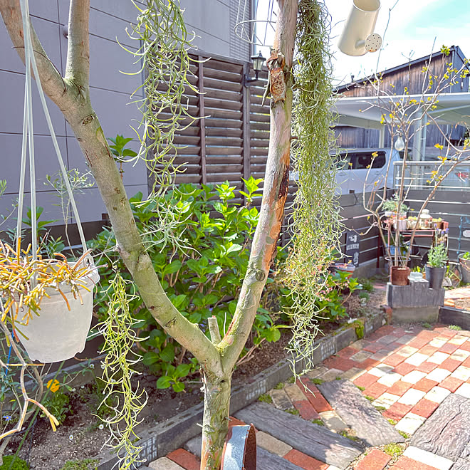 ウスネオイデス エアープランツ ガーデニング ガーデニング雑貨 手作り などのインテリア実例 22 04 06 21 35 38 Roomclip ルームクリップ