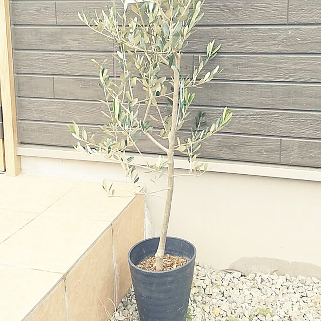 棚 オリーブの木 平和 花言葉 オリーブの木 などのインテリア実例 19 04 10 15 34 37 Roomclip ルームクリップ