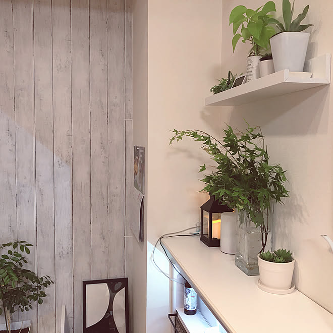 植物が好き 壁紙リメイク ニトリのランタン ポトス水挿し コウモリラン赤ちゃん などのインテリア実例 21 05 07 19 48 41 Roomclip ルームクリップ