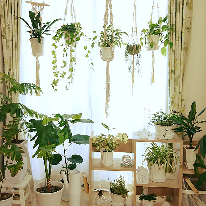 棚/グリーンのある暮らし/いいね、フォロー本当に感謝です♡/カメラマーク消し☆/観葉植物大好き ︎&hellip;などのインテリア実例 2018