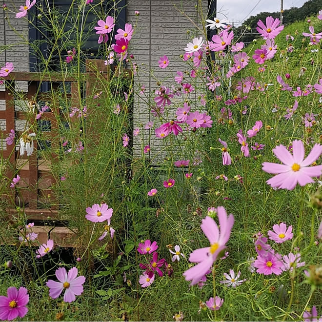 部屋全体 庭 コスモス 季節の花 秋 などのインテリア実例 10 04 01 43 Roomclip ルームクリップ