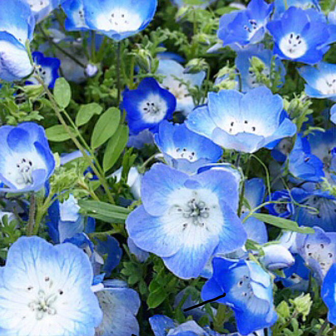 この花の名前なんだっけ ブルーの花 ブルー 玄関 入り口のインテリア実例 19 06 30 06 50 15 Roomclip ルームクリップ