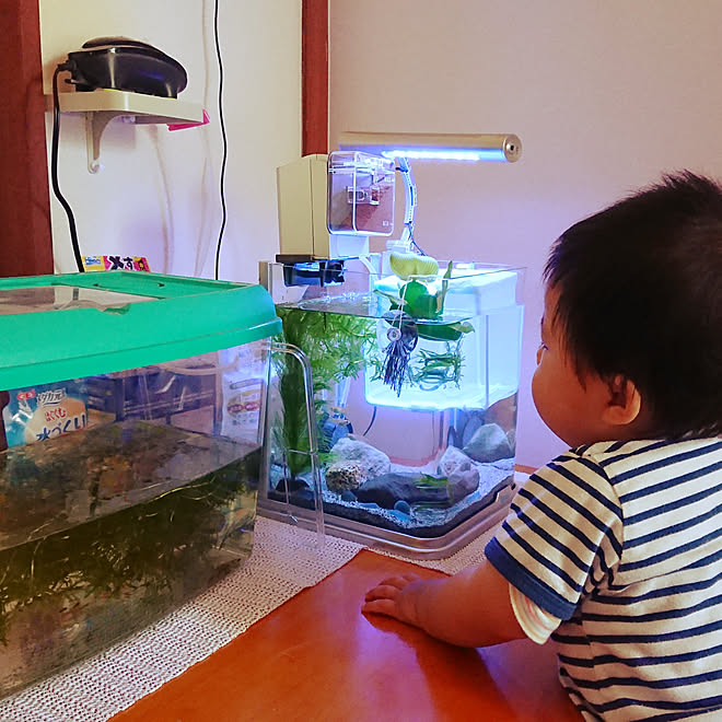 机 あかちゃんのいる家 幼稚園児 男の子3兄弟 イモリ水槽 などのインテリア実例 18 07 19 11 06 45 Roomclip ルームクリップ