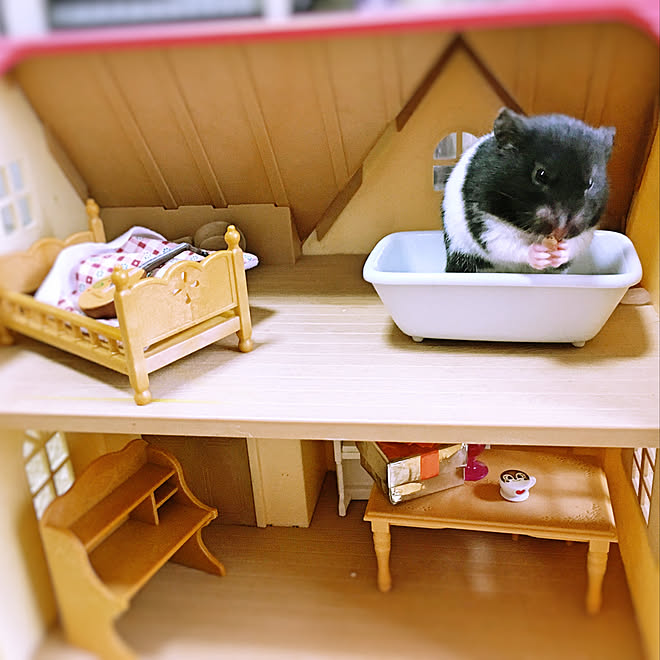 バス トイレ シルバニアファミリー ゴールデンハムスター 名前はめがね いいねありがとうございます などのインテリア実例 18 11 27 14 49 32 Roomclip ルームクリップ