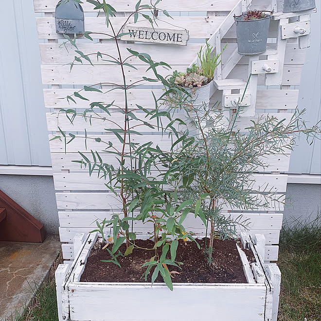 ユーカリニッコリー ユーカリレモン ユーカリビミナリス 玄関 入り口のインテリア実例 21 06 03 08 01 05 Roomclip ルームクリップ