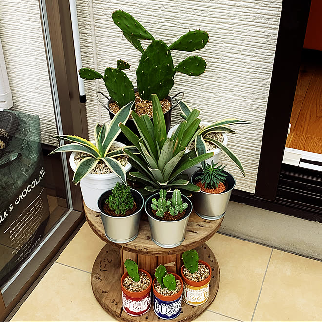 安心の実績 高価 買取 強化中 多肉植物 サボテン うちわサボテン インテリア Parafiakozala Pl