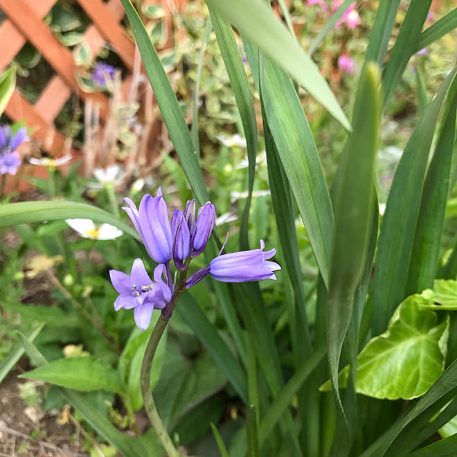 紫の花 球根 玄関 花のある暮らし 名前忘れました などのインテリア実例 19 04 19 17 37 02 Roomclip ルームクリップ