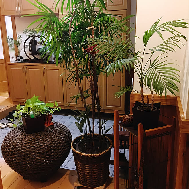 玄関 入り口 アジアン 観葉植物 照明のインテリア実例 17 10 19 19 44 05 Roomclip ルームクリップ 玄関 入り口 アジアン 観葉植物 照明のインテリア実例 17 10 19 19 44 05 Roomclip ルームクリップ