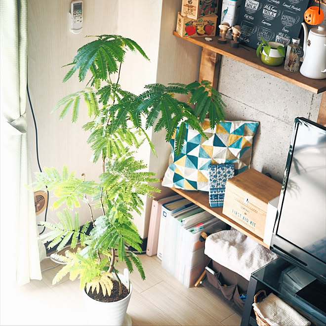 リビング 暮らしを楽しむ インドアガーデニング 賃貸マンション 緑のある暮らしのインテリア実例 18 10 01 22 26 08 Roomclip ルームクリップ