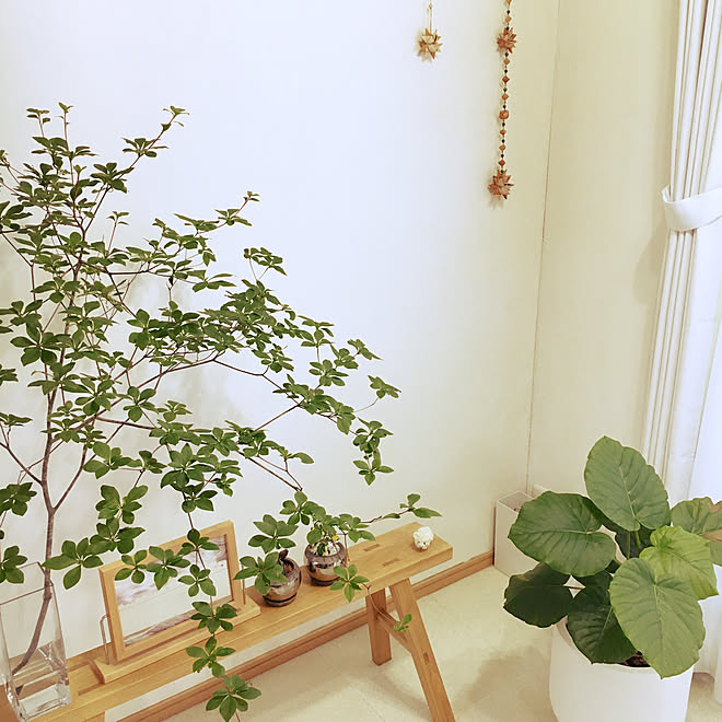 コメントお気遣いなく 無印良品のベンチ 観葉植物 北欧インテリアに憧れる Hksさんのウンベラータ などのインテリア実例 07 16 17 18 48 Roomclip ルームクリップ コメントお気遣いなく 無印良品のベンチ 観葉植物 北欧インテリアに憧れる Hksさんのウンベラータ などのインテリア実例 07 16 17 18 48 Roomclip ルームクリップ